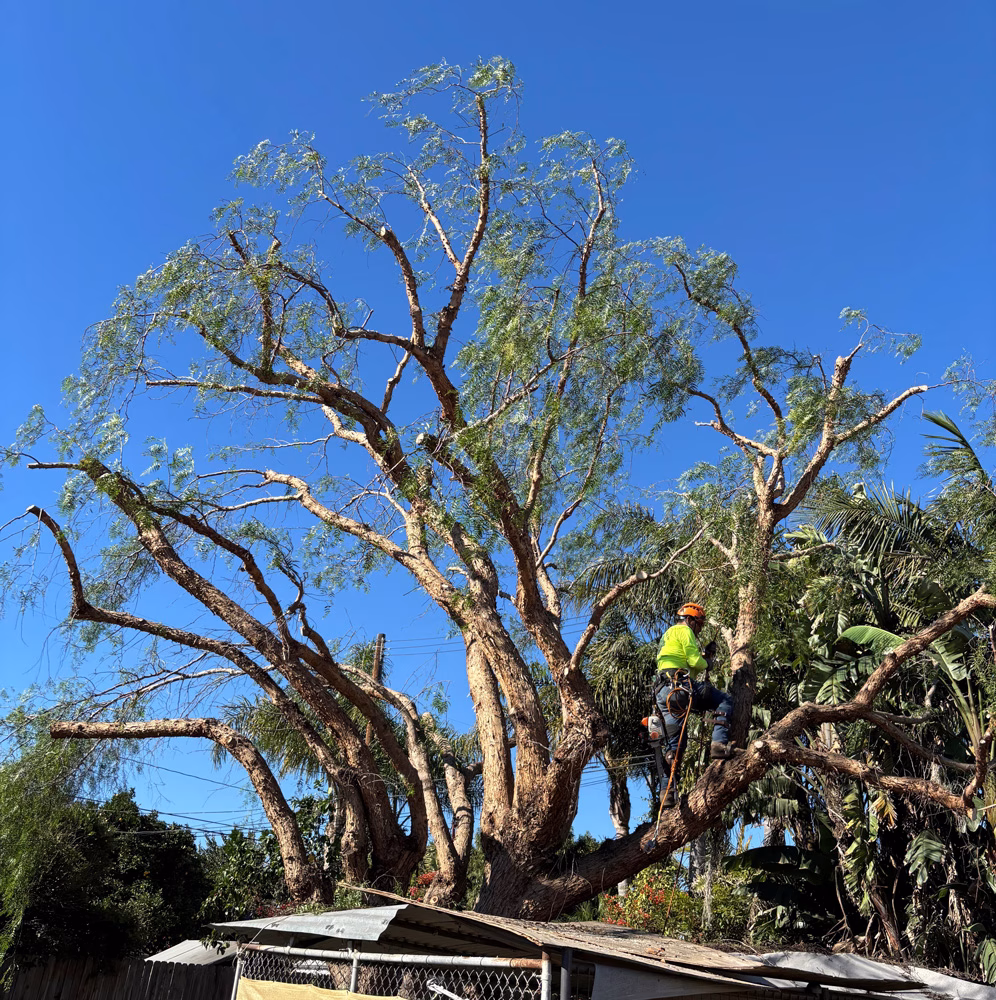 Manicured California Pepper Tree