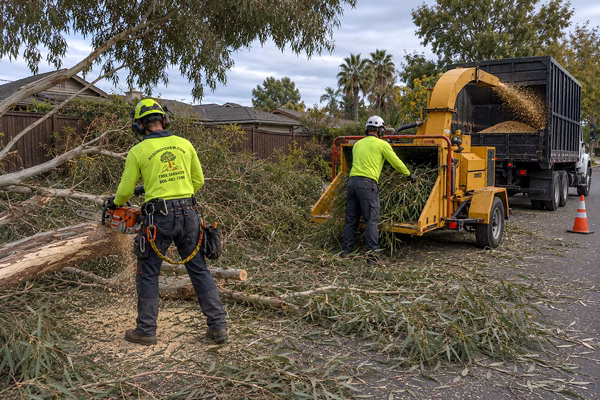 Emergency tree crew removing wind damaged trees in Camarillo, CA