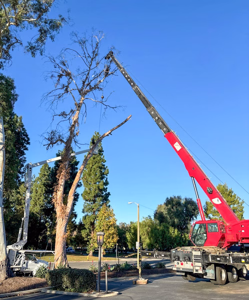 Dead eucalyptus removal in Camarillo, California